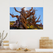 センチネルツリー ポスター (キッチン)