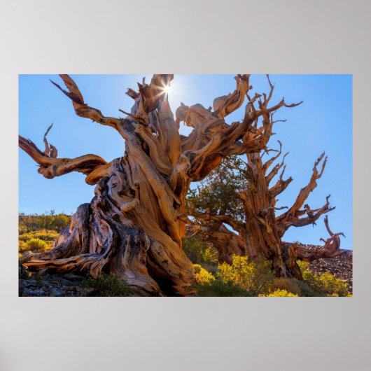 センチネルツリー ポスター (正面)