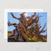 センチネルツリー ポストカード (正面/裏面)