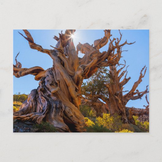 センチネルツリー ポストカード (正面)