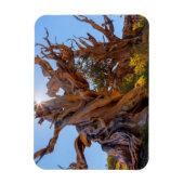 センチネルツリー マグネット (縦)