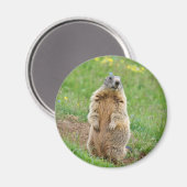 センチネルマーモト マグネット (正面/裏面)