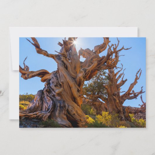 センチネル·ツリー サンキューカード (正面)