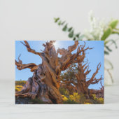 センチネル·ツリー サンキューカード (スタンド正面)