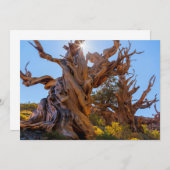 センチネル·ツリー サンキューカード (正面/裏面)