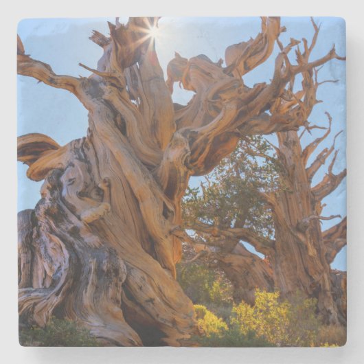 センチネル·ツリー ストーンコースター (正面)