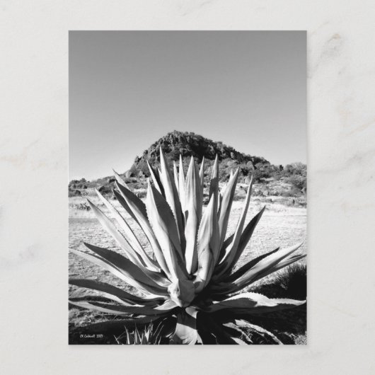 センチュリーアットフォートデイビス ポストカード (正面)