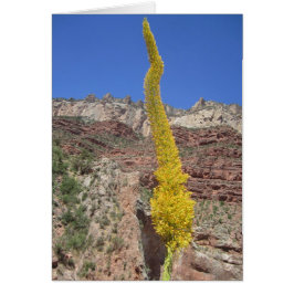 センチュリープラントカード