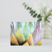 センチュリープラントNo. 1 ポストカード (スタンド正面)