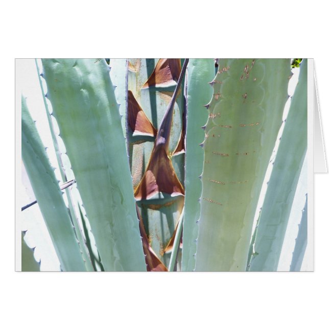 センチュリー植物 (正面横)