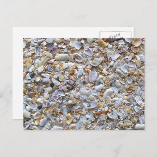 セントオーガスティンビーチ砂。フロリダの小さな貝殻 ポストカード (正面/裏面)