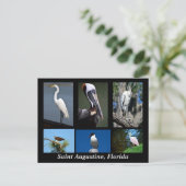 セントオーガスティン、フロリダ熱帯鳥 ポストカード (スタンド正面)