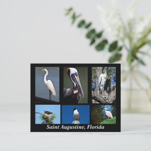セントオーガスティン、フロリダ熱帯鳥 ポストカード (スタンド正面)