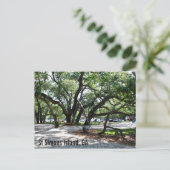 セントサイモンズガワンダリングオーク ポストカード (スタンド正面)