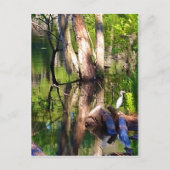 セントサイモンズ島、GAラグーン、エグレットポストカード ポストカード (正面)