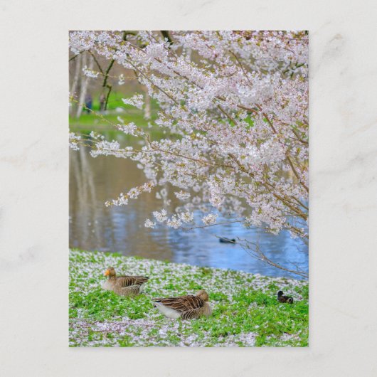 セントジェームズパークロンドンUKポストカード ポストカード (正面)