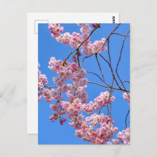 セントジェームズパークロンドンUKポストカード ポストカード (正面/裏面)