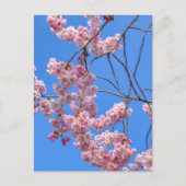 セントジェームズパークロンドンUKポストカード ポストカード (正面)