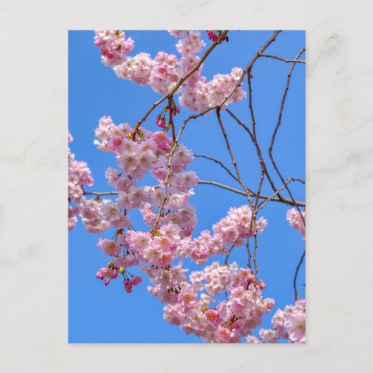 セントジェームズパークロンドンUKポストカード ポストカード (正面)