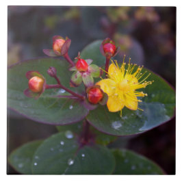 セントジョンズウォット装飾瓦 タイル