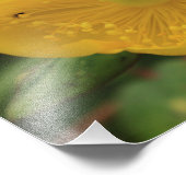 セントジョンズウォートの花 フォトプリント            (角)