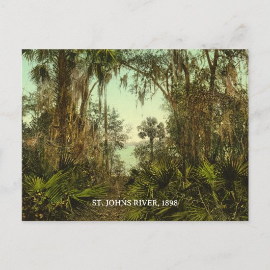 セントジョンズリバーフロリダ1898写真 ポストカード (正面)