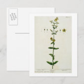 セントジョンズ・ウォルト、「奇妙なハーブ」のプレート15。 ポストカード (正面/裏面)