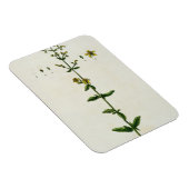 セントジョンズ・ウォルト、「奇妙なハーブ」のプレート15。 マグネット (右側)