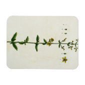 セントジョンズ・ウォルト、「奇妙なハーブ」のプレート15。 マグネット (横)