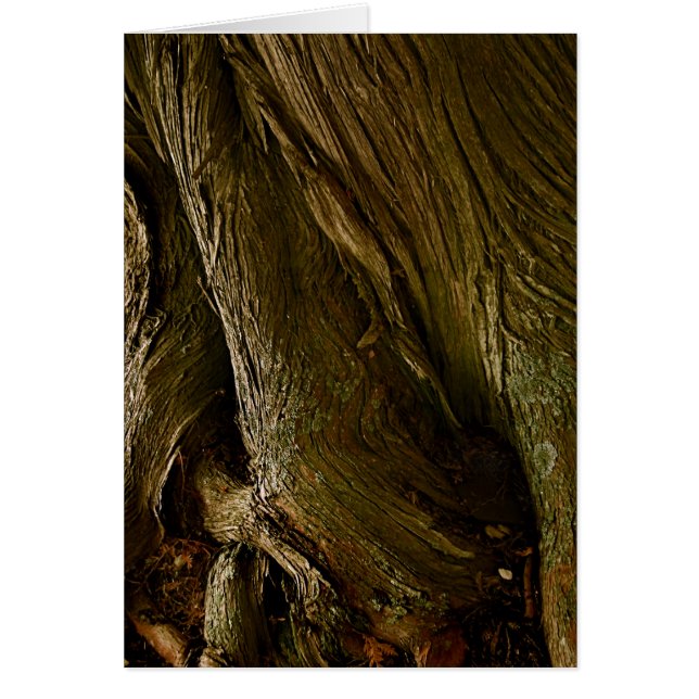 セントジョーゼフのDoor郡のヒマラヤスギ、WI (正面)