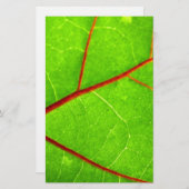 セントトマス1 便箋 (正面/裏面)