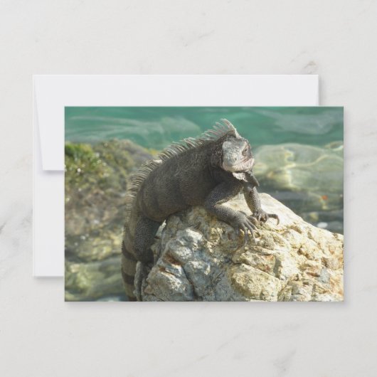 セントトーマスの岩の上のイグアナ (正面)