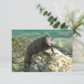 セントトーマスの岩の上のイグアナ (スタンド正面)