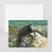 セントトーマスの岩の上のイグアナ (正面/裏面)