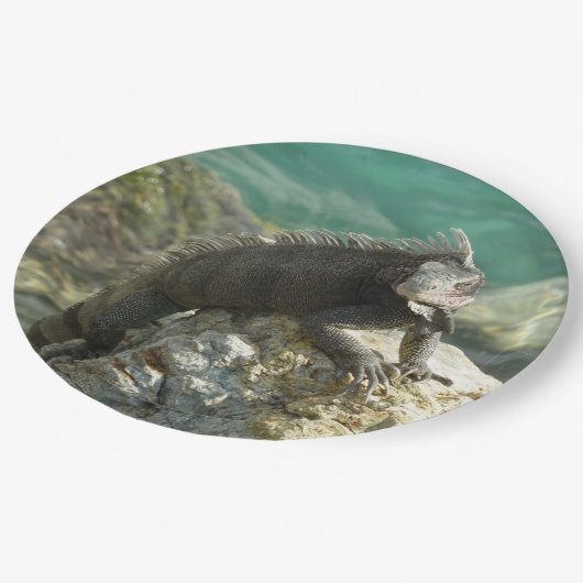 セントトーマスの岩の上のイグアナ ペーパープレート (アングル)