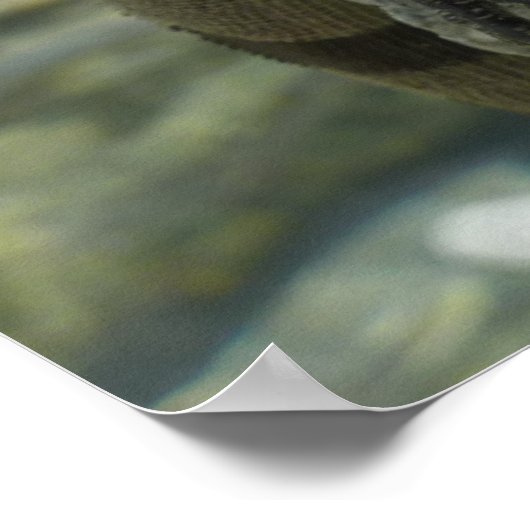 セントトーマスの岩の上のイグアナ ポスター (角)