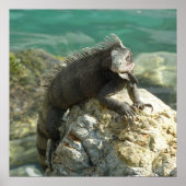 セントトーマスの岩の上のイグアナ ポスター (正面)