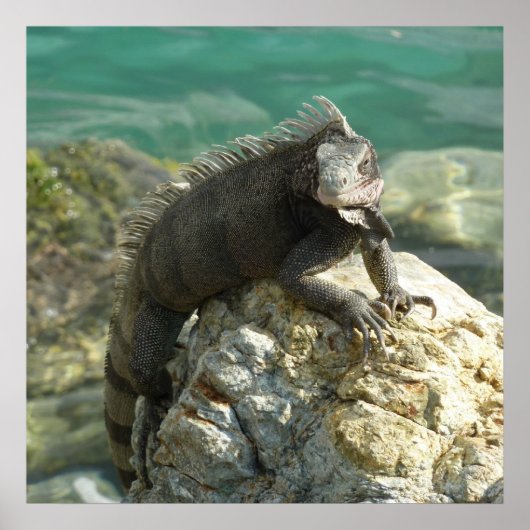 セントトーマスの岩の上のイグアナ ポスター (正面)