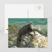 セントトーマスの岩の上のイグアナ ポストカード (正面/裏面)