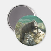 セントトーマスの岩の上のイグアナ マグネット (正面/裏面)