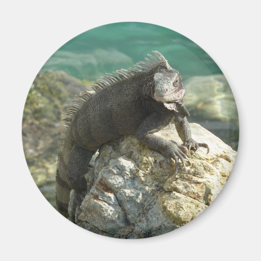 セントトーマスの岩の上のイグアナ マグネット (正面)