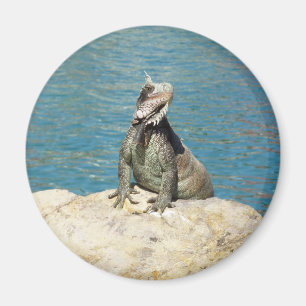 セントトーマスのIguana熱帯野生動物写真 マグネット