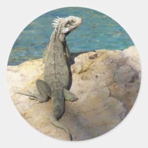 セントトーマスのIguana熱帯野生動物写真 ラウンドシール