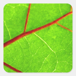 セントトーマス1 スクエアシール