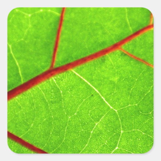 セントトーマス1 スクエアシール (正面)