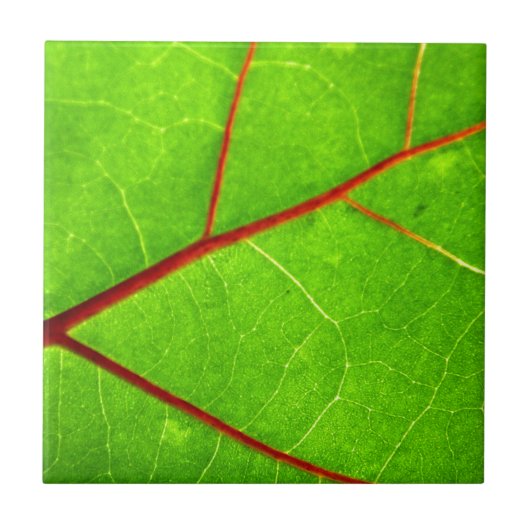 セントトーマス1 タイル (正面)