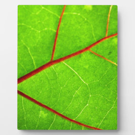 セントトーマス1 フォトプラーク