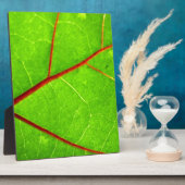 セントトーマス1 フォトプラーク (側面)