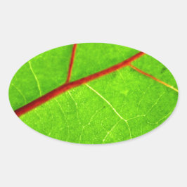 セントトーマス1 楕円形シール