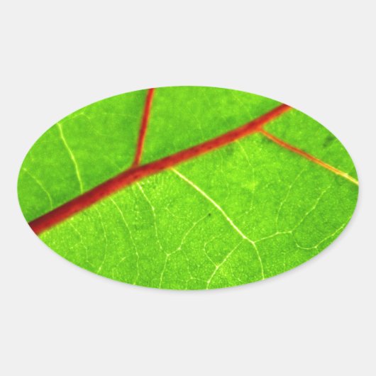 セントトーマス1 楕円形シール (正面)